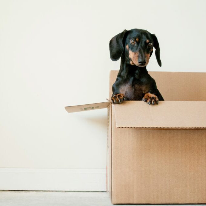 Small dog in a cardboard box